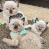 Photo №2 to announcement № 84183 for the sale of ragdoll - buy in Finland private announcement