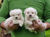 Photo №1. maltese dog - for sale in the city of Brussels | negotiated | Announcement № 31815
