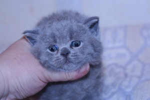 Additional photos: Blue british cat