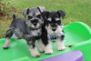 Photo №1. schnauzer - for sale in the city of Prague | negotiated | Announcement № 59469