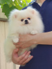 Photo №2 to announcement № 107379 for the sale of pomeranian - buy in Georgia private announcement, breeder