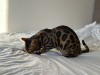 Additional photos: Gorgeous Bengal boy for breeding