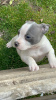 Additional photos: Pit bull puppies