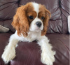 Photo №1. cavalier king charles spaniel - for sale in the city of Berlin | 370$ | Announcement № 116810