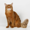 Photo №1. Mating service - breed: somali cat. Price - negotiated