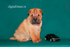 Photo №1. shar pei - for sale in the city of Tver | 594$ | Announcement № 8220