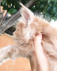 Photo №2 to announcement № 105632 for the sale of maine coon - buy in Germany 