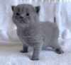 Photo №1. british shorthair - for sale in the city of Bremen | 245$ | Announcement № 104279