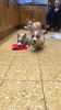 Photo №3. Awesome Welsh Corgi Pembroke Puppies. Lithuania