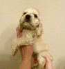 Photo №2 to announcement № 9387 for the sale of american cocker spaniel - buy in Russian Federation private announcement