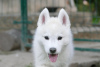 Photo №2 to announcement № 127495 for the sale of siberian husky - buy in Serbia breeder