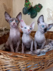 Photo №2 to announcement № 13648 for the sale of sphynx-katze - buy in Ukraine from nursery