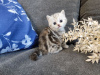Additional photos: Sale of purebred kittens from the cattery