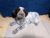 Photo №1. lagotto romagnolo - for sale in the city of Kragujevac | negotiated | Announcement № 79530