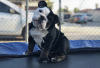 Photo №2 to announcement № 86749 for the sale of english bulldog - buy in United States private announcement