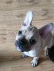 Photo №4. I will sell french bulldog in the city of Warsaw. private announcement - price - 677$