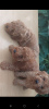 Photo №1. poodle (toy) - for sale in the city of Панчево | negotiated | Announcement № 63719