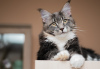 Photo №1. maine coon - for sale in the city of Москва | negotiated | Announcement № 7565