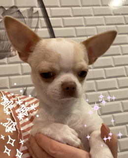 Photo №2 to announcement № 5432 for the sale of chihuahua - buy in Russian Federation private announcement