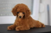 Photo №1. poodle (toy) - for sale in the city of Belgrade | negotiated | Announcement № 121776