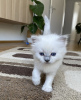 Photo №4. I will sell ragdoll in the city of Munich. private announcement - price - 423$