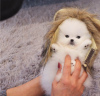 Photo №2 to announcement № 10959 for the sale of pomeranian - buy in Switzerland 