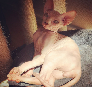 Photo №1. sphynx cat - for sale in the city of Tallinn | 600$ | Announcement № 683