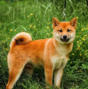 Additional photos: Shiba Inu puppies