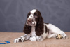 Photo №2 to announcement № 11178 for the sale of english springer spaniel - buy in Ukraine from nursery, breeder