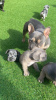 Photo №2 to announcement № 51354 for the sale of french bulldog - buy in Philippines private announcement