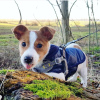 Photo №1. jack russell terrier - for sale in the city of Франкфурт-на-Майне | 296$ | Announcement № 78588