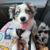 Photo №1. australian shepherd - for sale in the city of Tallinn | negotiated | Announcement № 124940