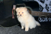 Additional photos: KC REGISTERED Pure Pomeranian puppies 