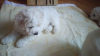 Photo №1. bichon frise - for sale in the city of Москва | negotiated | Announcement № 20902
