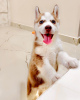Photo №2 to announcement № 78854 for the sale of siberian husky - buy in Germany private announcement