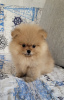 Photo №4. I will sell pomeranian in the city of Minsk. private announcement - price - 528$