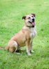 Photo №3. Elegant Donna Rosa is looking for a home. Russian Federation