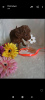 Photo №1. poodle (toy) - for sale in the city of Афины | negotiated | Announcement № 19609