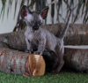 Photo №3. Эксклюзив кошка карлик, порода бамбино.. Ukraine