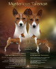 Photo №1. basenji - for sale in the city of Bobruisk | Is free | Announcement № 36688