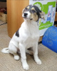 Photo №1. non-pedigree dogs - for sale in the city of Odintsovo | Is free | Announcement № 9272