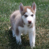 Photo №1. siberian husky - for sale in the city of Bucharest | Is free | Announcement № 109544