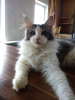 Photo №1. maine coon - for sale in the city of Eagle | 456$ | Announcement № 9955