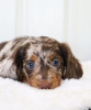 Photo №1. dachshund - for sale in the city of Munich | 423$ | Announcement № 105185