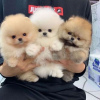 Photo №1. pomeranian - for sale in the city of Győr | negotiated | Announcement № 25055