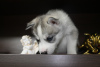 Photo №3. Siberian Husky puppies. Russian Federation