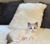 Photo №1. ragdoll - for sale in the city of Tarrytown | 220$ | Announcement № 108609