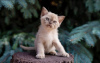 Photo №1. burmese cat - for sale in the city of Амстердам | 1$ | Announcement № 75723