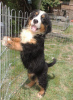 Photo №4. I will sell bernese mountain dog in the city of Belgrade.  - price - negotiated