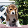 Photo №1. beagle - for sale in the city of Milan | 423$ | Announcement № 113645